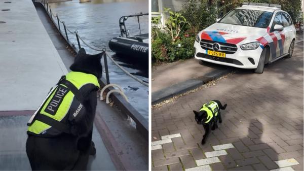 Nimis, el gato policía que patrulla las calles de Ámsterdam: “Hace que el barrio se sienta más agradable y cercano” - Nimis no lleva un uniforme policial: el verdadero motivo por el que su familia le puso un chaleco amarillo