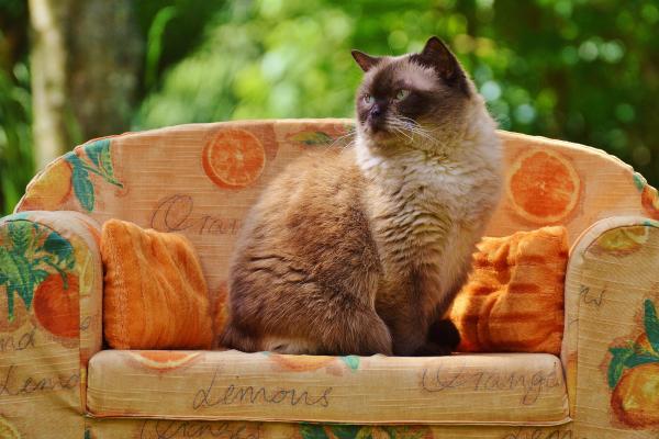 Nombres para gatos con D - Nombres para gatos machos con la letra D