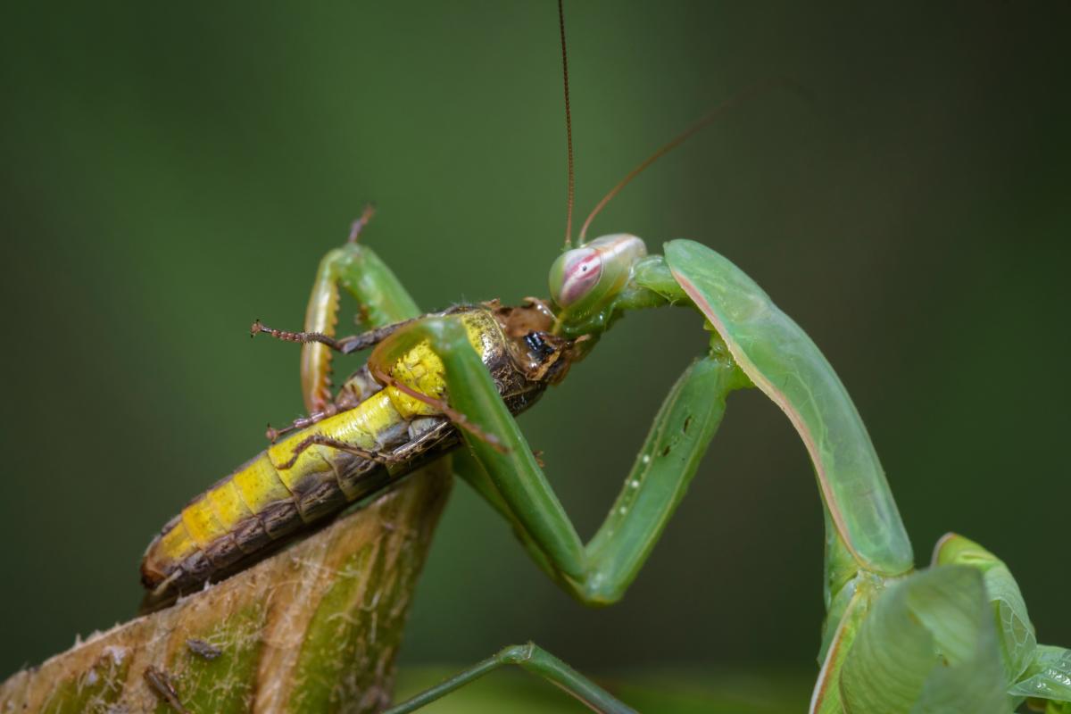 ¿Qué comen las mantis religiosas?