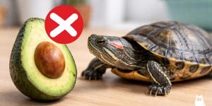 Alimentos prohibidos para tortugas de agua
