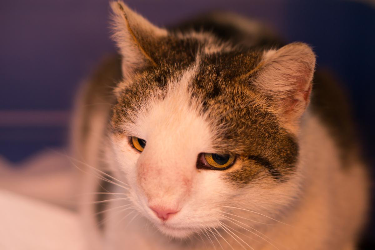 Bultos en gatos - Tipos, causas y tratamientos