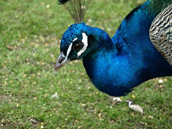 ¿Qué come el pavo real? - ¿Cuánto come un pavo real?