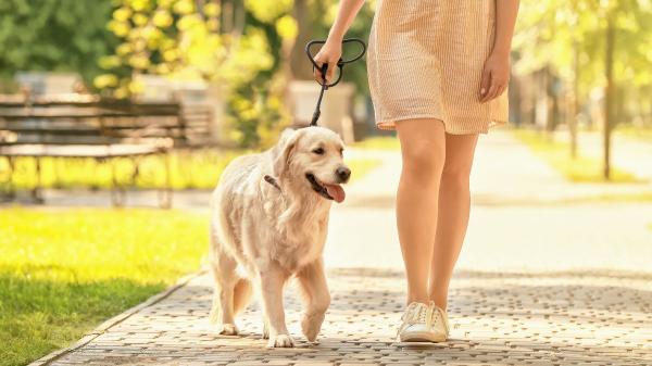 España marca un antes y un después: reconoce por primera vez que los perros y gatos también forman parte de los vínculos más importantes de nuestra vida - Perros y gatos aportan compañía y rutinas que pueden aliviar la soledad