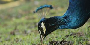 ¿Qué come el pavo real?