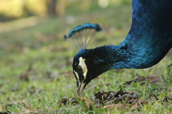 ¿Qué come el pavo real?