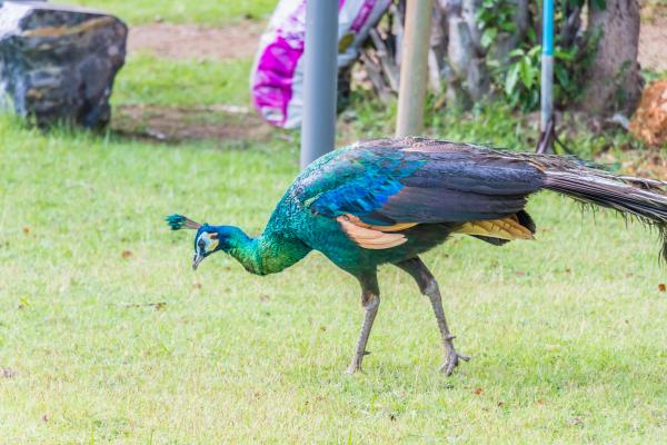 ¿Qué come el pavo real? - ¿Qué come el pavo real adulto?