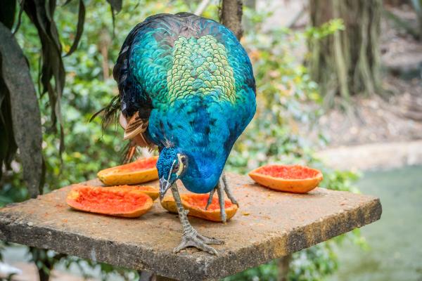 ¿Qué come el pavo real? - ¿Qué come el pavo real en cautiverio?