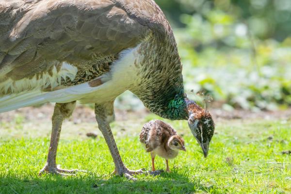 ¿Qué come el pavo real? - ¿Qué come el pavo real recién nacido?
