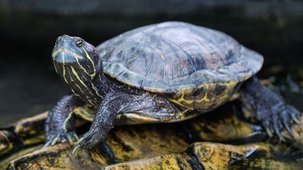 Alimentos prohibidos para tortugas de agua - ¿Qué pasa si mi tortuga de agua come un alimento prohibido?