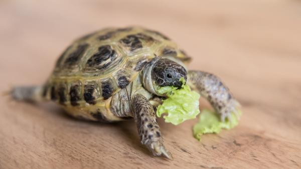 Alimentos prohibidos para tortugas de agua - ¿Qué SÍ pueden comer las tortugas de agua?