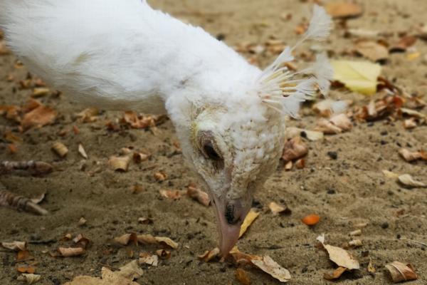 ¿Qué come el pavo real? - Tipo de alimentación del pavo real