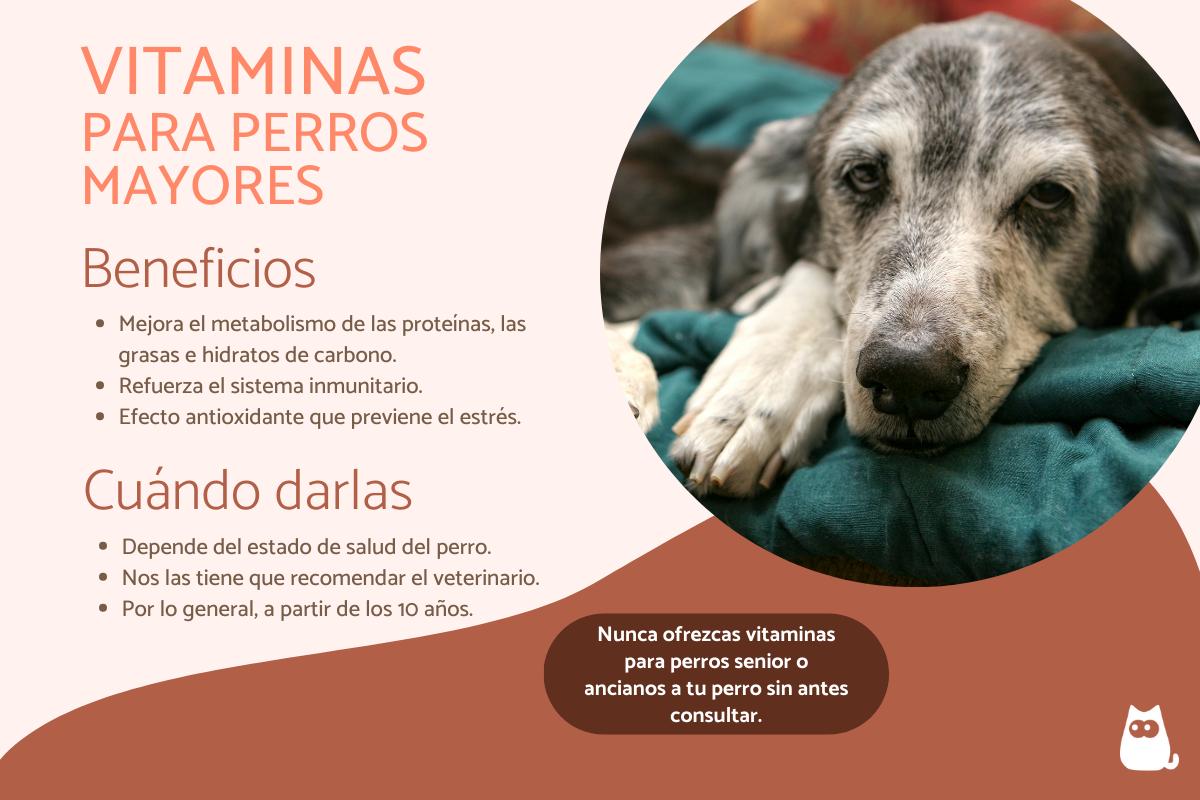 Vitaminas para perros ancianos - Cuándo dar y para qué sirven