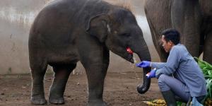 Adiós a montar elefantes: Indonesia veta esta práctica en todo el país