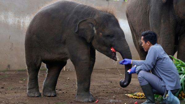 Adiós a montar elefantes: Indonesia veta esta práctica en todo el país