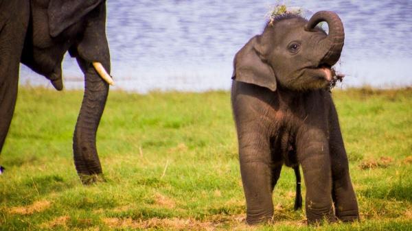 Adiós a montar elefantes: Indonesia veta esta práctica en todo el país - La lucha por los elefantes y otros animales no acaba aquí