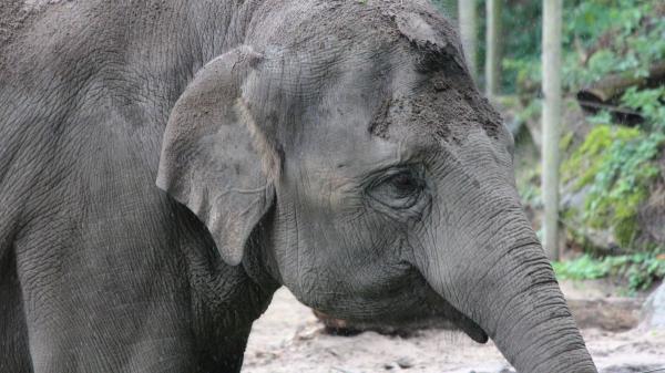 Adiós a montar elefantes: Indonesia veta esta práctica en todo el país - Una especie vulnerable: por qué los elefantes necesitan más medidas que los protejan