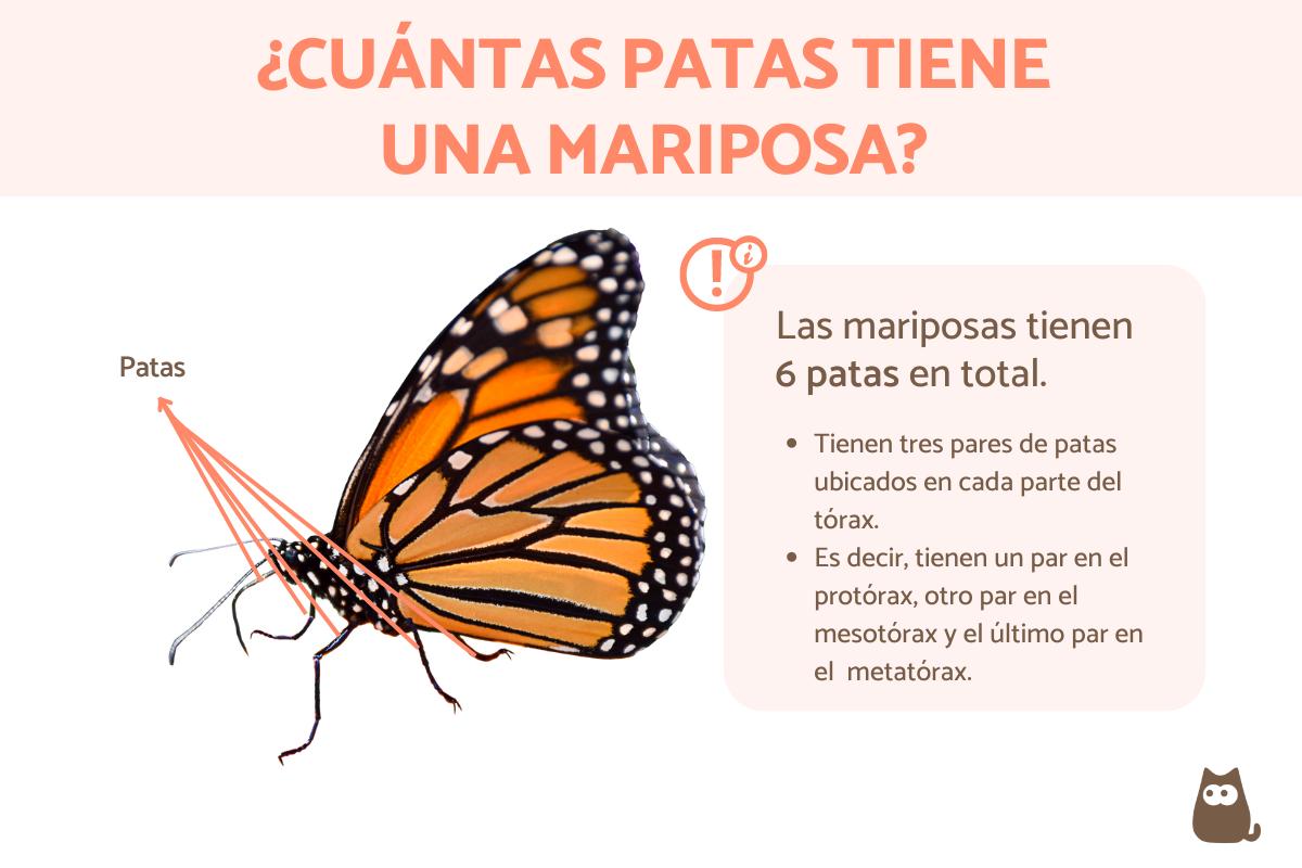 ¿Cuántas patas tiene una mariposa?