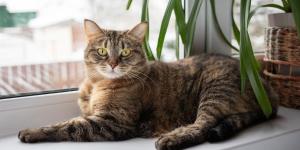 Del tejado a la ventana: por qué los gatos ya no salen de casa (y cómo evitar que se aburran)