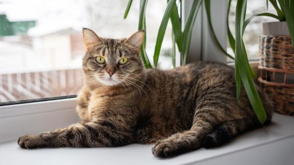 Del tejado a la ventana: por qué los gatos ya no salen de casa (y cómo evitar que se aburran)