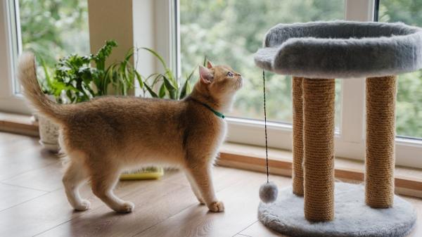 Del tejado a la ventana: por qué los gatos ya no salen de casa (y cómo evitar que se aburran) - El gato del pueblo frente al gato de ciudad