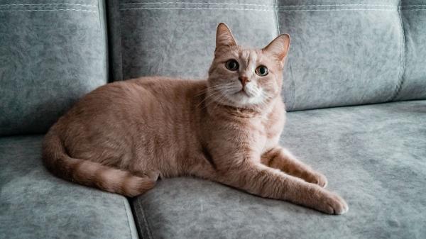 Del tejado a la ventana: por qué los gatos ya no salen de casa (y cómo evitar que se aburran) - El gato urbano del siglo XXI: de cazador de tejados a rey del sofá
