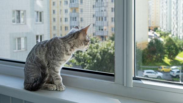 Del tejado a la ventana: por qué los gatos ya no salen de casa (y cómo evitar que se aburran) - Las ciudades ya no son las mismas: tráfico, ruido y peligros