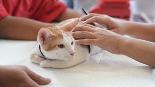 Hito histórico en España: Age, el primer gato que logra entrar en un centro residencial para personas sin hogar - Convivencia segura y responsable: los gatos de los centros reciben asistencia veterinaria