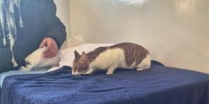 Hito histórico en España: Age, el primer gato que logra entrar en un centro residencial para personas sin hogar