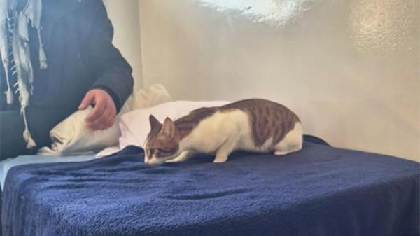 Hito histórico en España: Age, el primer gato que logra entrar en un centro residencial para personas sin hogar