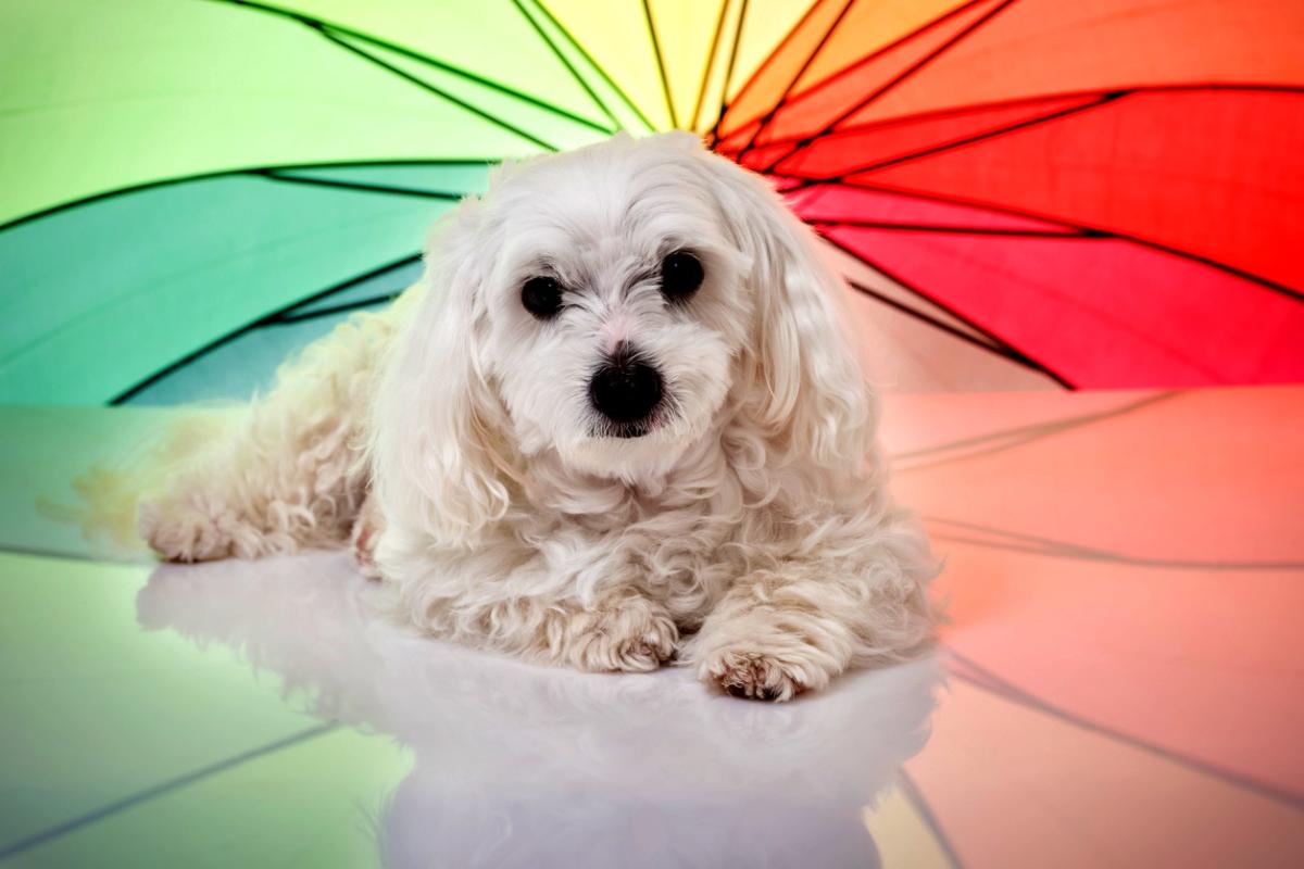 ¿Los perros ven en color? - Colores que ven los perros
