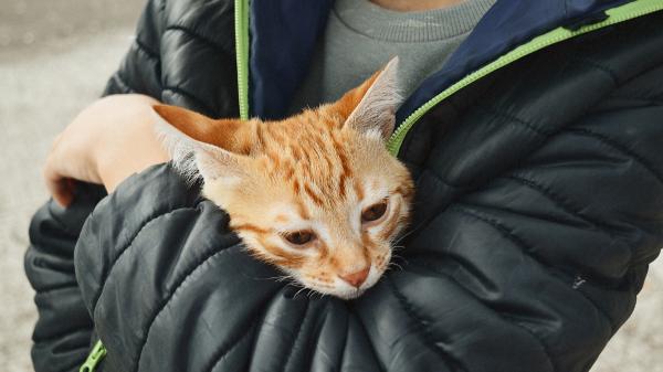 Hito histórico en España: Age, el primer gato que logra entrar en un centro residencial para personas sin hogar - Mantener a los animales junto a sus cuidadores es una cuestión vital