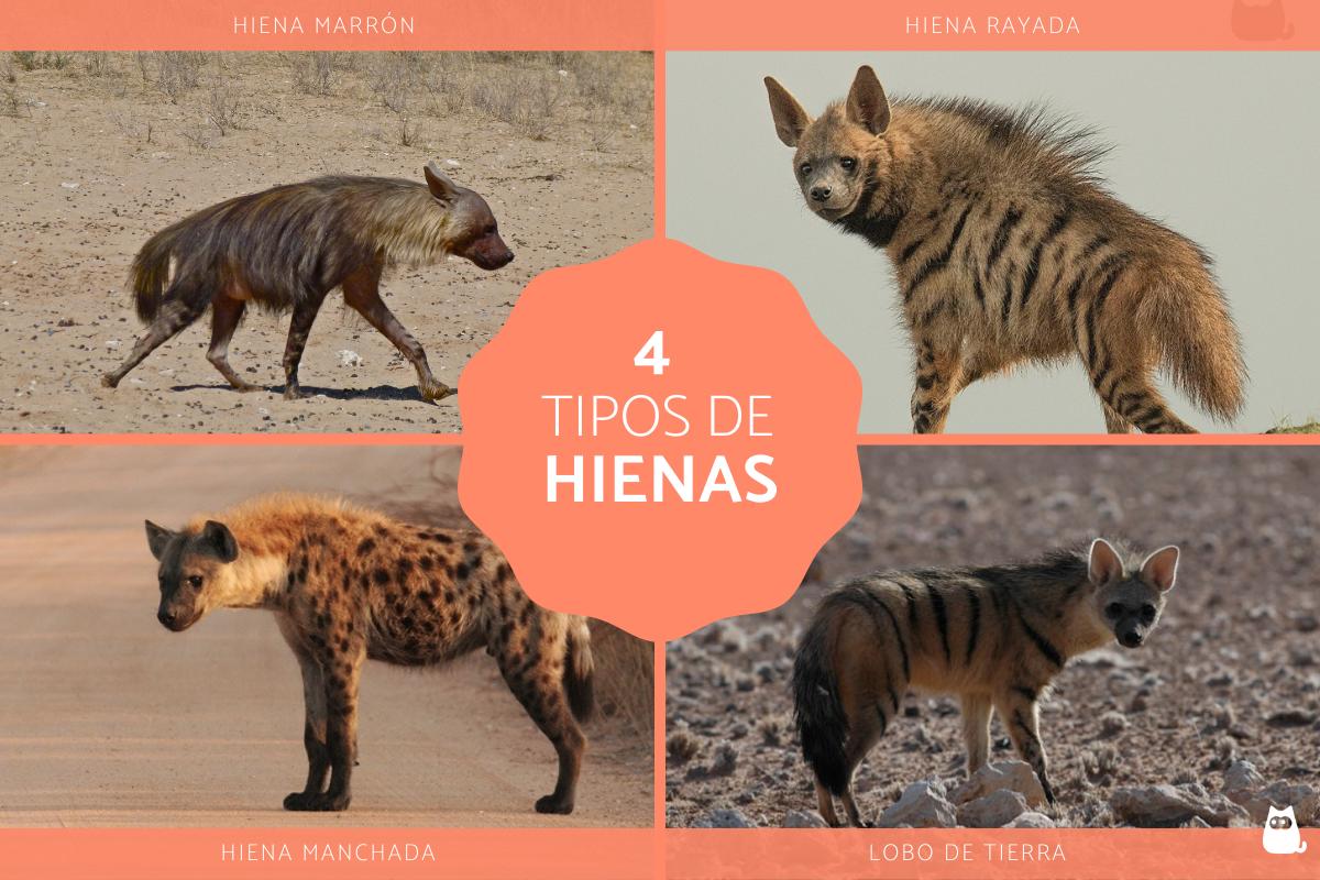 Tipos de hienas y sus características