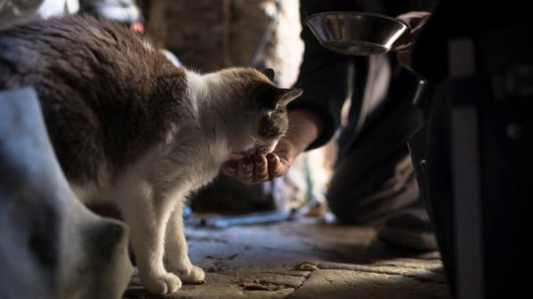 Hito histórico en España: Age, el primer gato que logra entrar en un centro residencial para personas sin hogar - Un incendio, largas esperas y redes de apoyo: el difícil camino hasta conseguir el ingreso