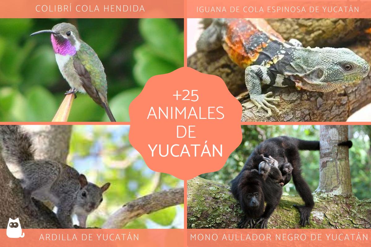 Animales de Yucatán