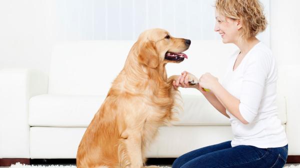 Las personas que hablan con su perro como si fuera humano comparten estos 5 rasgos, según la psicología - Las personas más abiertas y sociables hablan más con sus mascotas