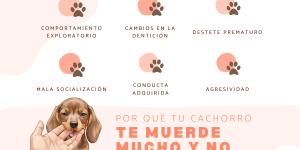Mi cachorro muerde mucho y no hace caso: qué hacer