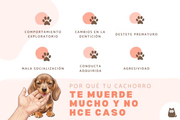 Mi cachorro muerde mucho y no hace caso: qué hacer