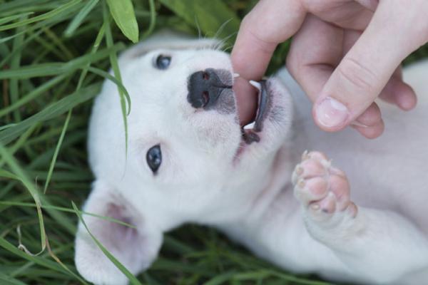Mi cachorro muerde mucho y no hace caso: qué hacer - ¿Por qué mi cachorro muerde mucho y fuerte?