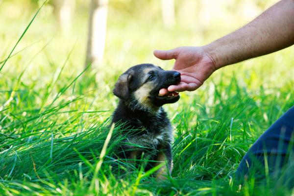 ¿Qué hacer si mi cachorro muerde demasiado fuerte?