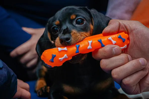 cómo hago para que mi cachorro deje de morderme las manos y los pies