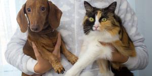 Es oficial: España da un paso histórico y obliga a incluir a perros y gatos en los planes oficiales de emergencia
