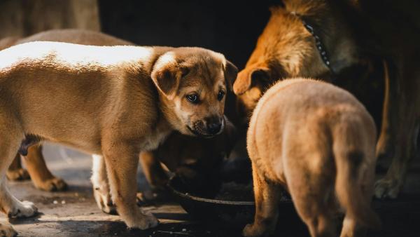 Es oficial: España da un paso histórico y obliga a incluir a perros y gatos en los planes oficiales de emergencia - Esto es lo que contempla hoy la ley sobre mascotas en incendios, inundaciones y emergencias