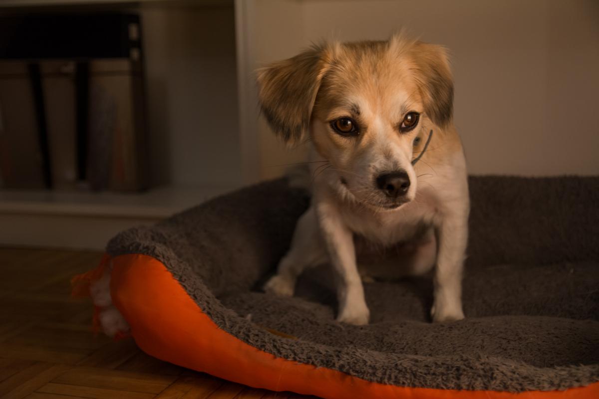 Primera noche de un perro adoptado: pasos a seguir