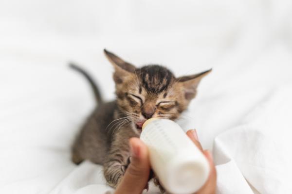 ¿Qué dar de comer a un gato de 1 mes?