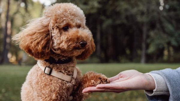 Los adiestradores caninos desmienten el mito: “Los perros más inteligentes no siempre son los más fáciles de educar” - Las razas más inteligentes también son las más exigentes en el día a día