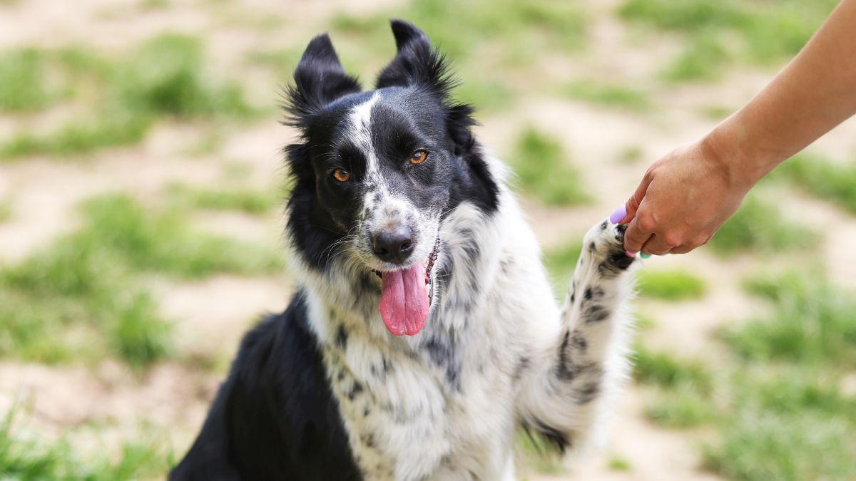Los adiestradores caninos desmienten el mito: “Los perros más inteligentes no siempre son los más fáciles de educar”