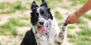 Los adiestradores caninos desmienten el mito: “Los perros más inteligentes no siempre son los más fáciles de educar”