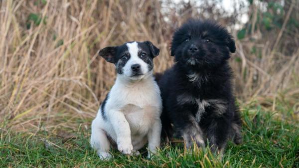 Los adiestradores caninos desmienten el mito: “Los perros más inteligentes no siempre son los más fáciles de educar” - Más allá de los rankings: así interpretan los científicos la inteligencia en los perros