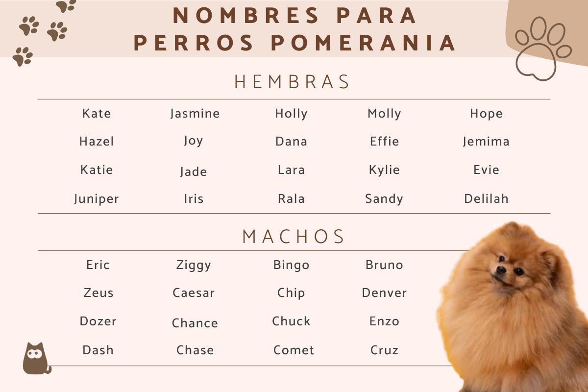 Nombres para perros pomerania