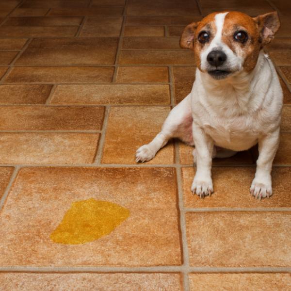 por qué mi perro domesticado está orinando en la casa